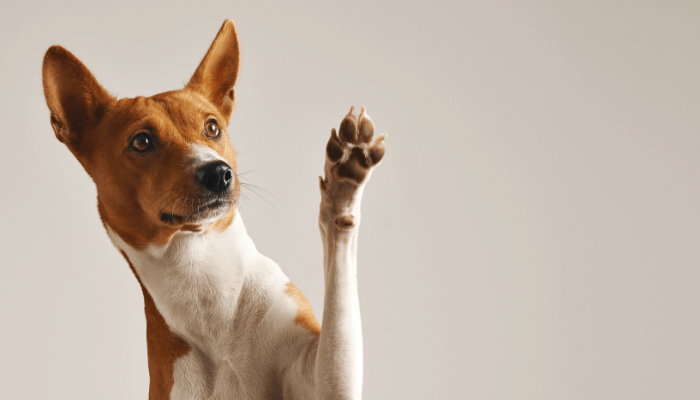 Cães e Espiritualidade: Como Eles Transformam Nossas Vidas